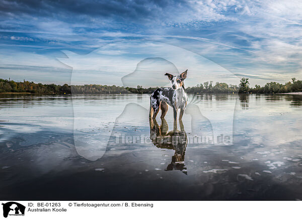 Australian Koolie / BE-01263