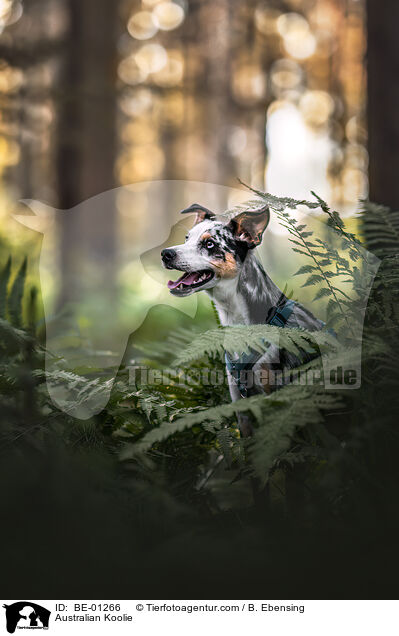 Australian Koolie / BE-01266