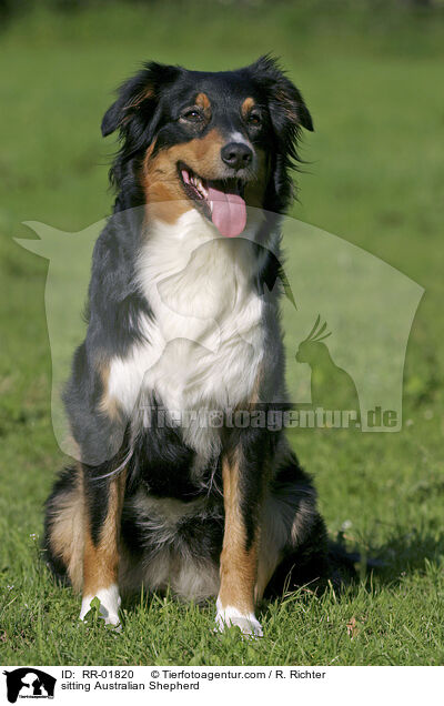 sitzener / sitting Australian Shepherd / RR-01820