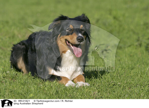 liegender / lying Australian Shepherd / RR-01821