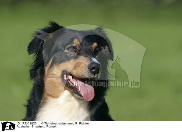 Australian Shepherd Portrait / Australian Shepherd Portrait / RR-01825