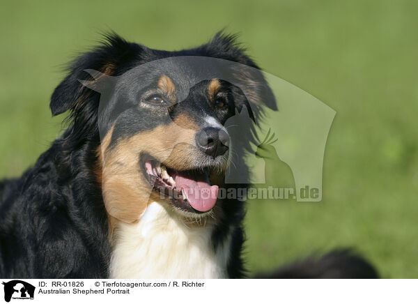 Australian Shepherd Portrait / Australian Shepherd Portrait / RR-01826