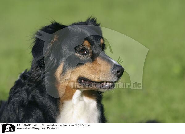 Australian Shepherd Portrait / Australian Shepherd Portrait / RR-01828