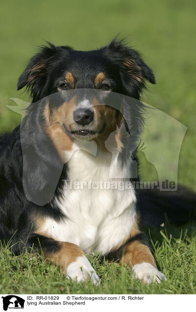 liegender / lying Australian Shepherd / RR-01829