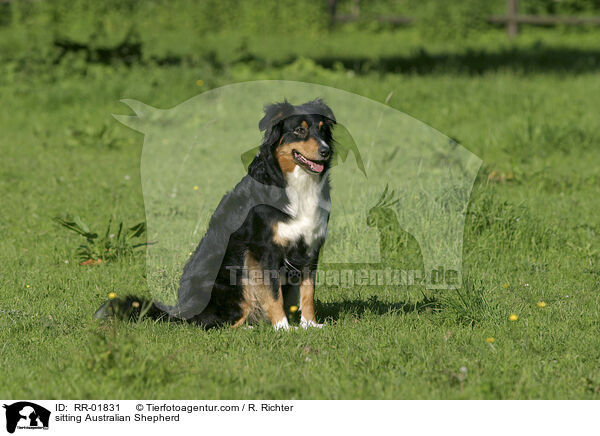 sitzender / sitting Australian Shepherd / RR-01831