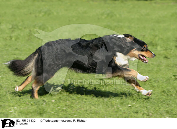 Australian Shepherd in Bewegung / in action / RR-01832