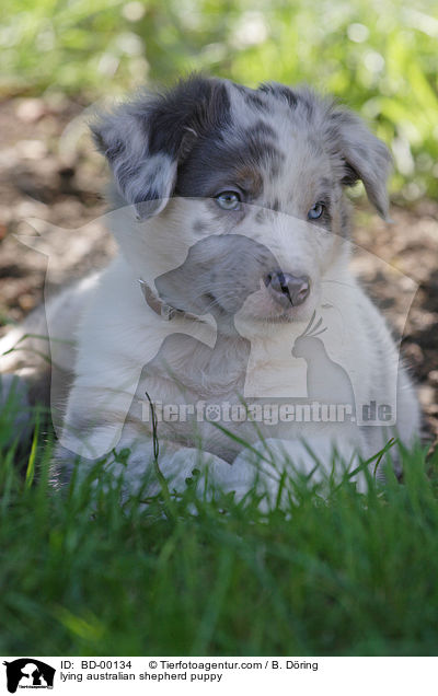 liegender Australian Shepherd Welpe / lying australian shepherd puppy / BD-00134