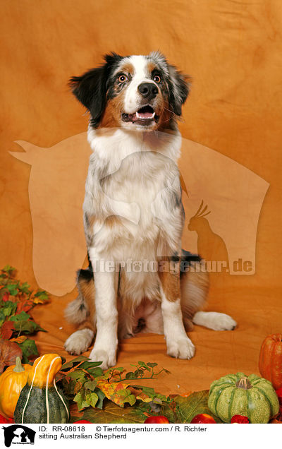 sitzender Australian Shepherd / sitting Australian Shepherd / RR-08618