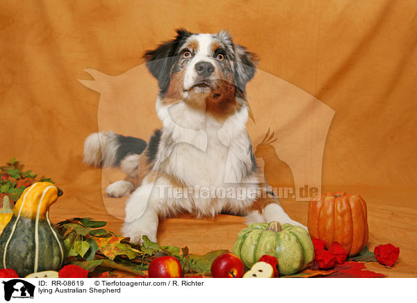 liegender Australian Shepherd / lying Australian Shepherd / RR-08619