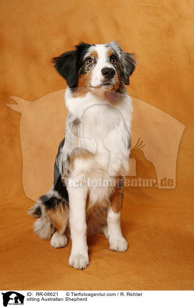 sitzender Australian Shepherd / sitting Australian Shepherd / RR-08621