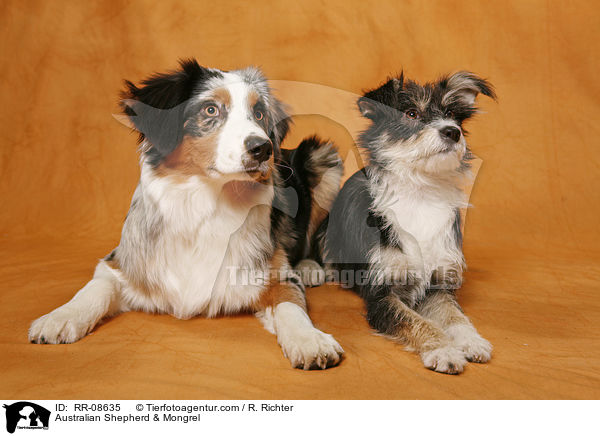 Australian Shepherd & Mischling / Australian Shepherd & Mongrel / RR-08635