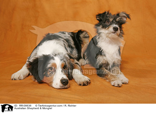 Australian Shepherd & Mischling / Australian Shepherd & Mongrel / RR-08636