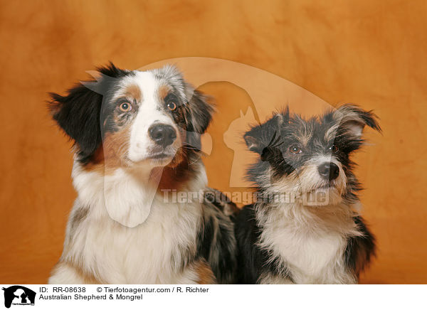 Australian Shepherd & Mischling / Australian Shepherd & Mongrel / RR-08638