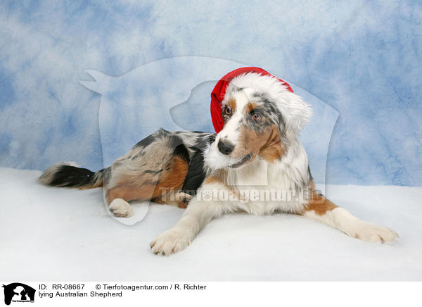 liegender Australian Shepherd / lying Australian Shepherd / RR-08667