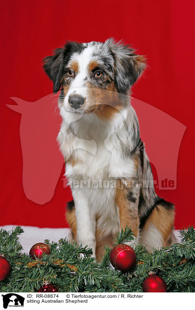 sitzender Australian Shepherd / sitting Australian Shepherd / RR-08674