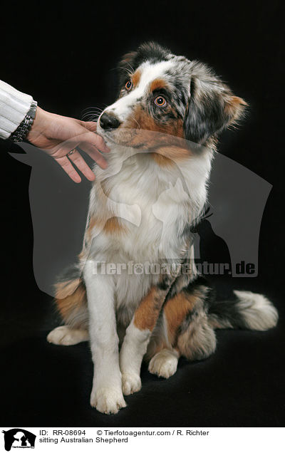 sitzender Australian Shepherd / sitting Australian Shepherd / RR-08694