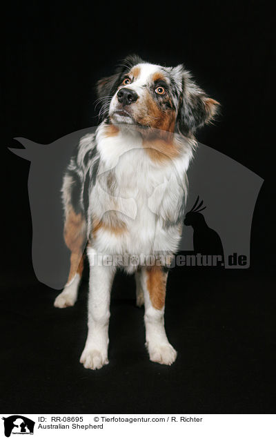 Australian Shepherd / Australian Shepherd / RR-08695