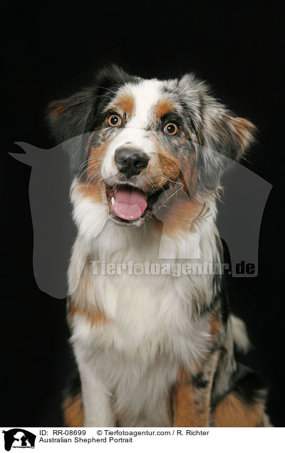 Australian Shepherd Portrait / Australian Shepherd Portrait / RR-08699