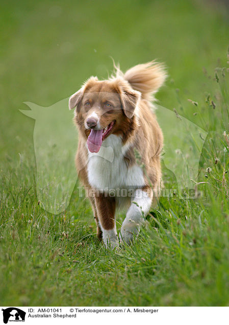 Australian Shepherd / Australian Shepherd / AM-01041