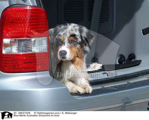 Blue-Merle Australian Shepherd im Auto / Blue-Merle Australian Shepherd im Auto / AM-01049