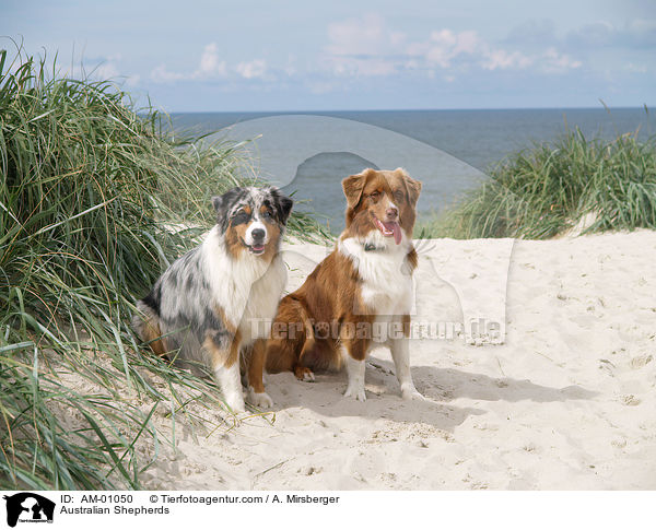 Australian Shepherds / Australian Shepherds / AM-01050