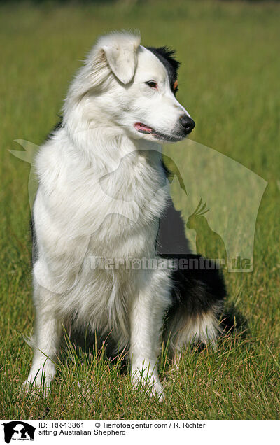 sitzender Australian Shepherd / sitting Australian Shepherd / RR-13861