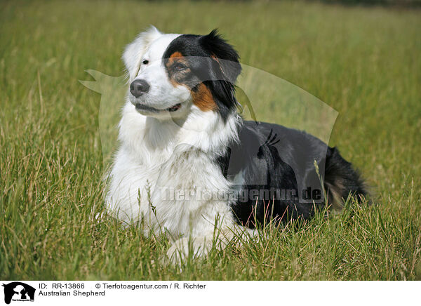 Australian Shepherd / Australian Shepherd / RR-13866