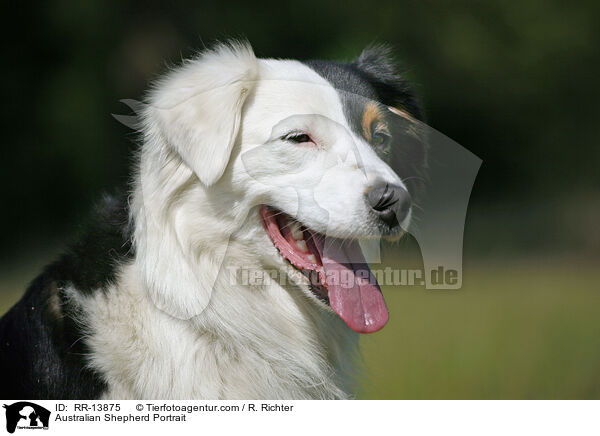 Australian Shepherd Portrait / Australian Shepherd Portrait / RR-13875