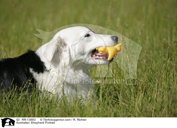 Australian Shepherd Portrait / Australian Shepherd Portrait / RR-13883