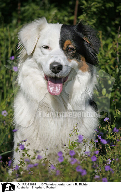 Australian Shepherd Portrait / Australian Shepherd Portrait / RR-13887