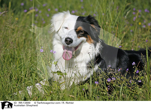 Australian Shepherd / Australian Shepherd / RR-13889