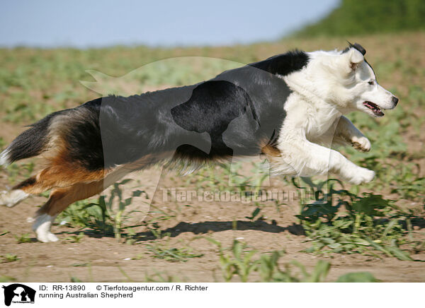 rennender Australian Shepherd / running Australian Shepherd / RR-13890