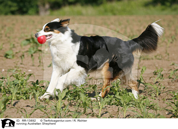 rennender Australian Shepherd / running Australian Shepherd / RR-13892