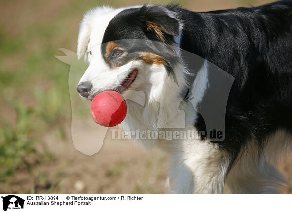 Australian Shepherd Portrait / Australian Shepherd Portrait / RR-13894