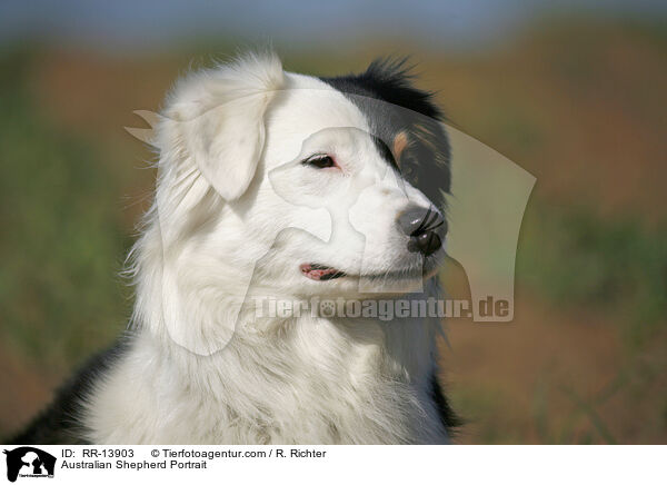 Australian Shepherd Portrait / Australian Shepherd Portrait / RR-13903
