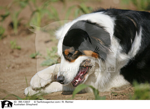 Australian Shepherd / Australian Shepherd / RR-13907