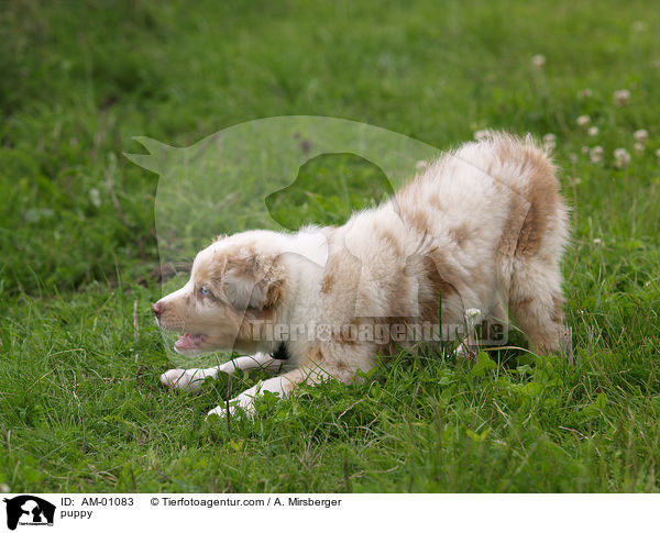 Australian Shepherd Welpe / puppy / AM-01083