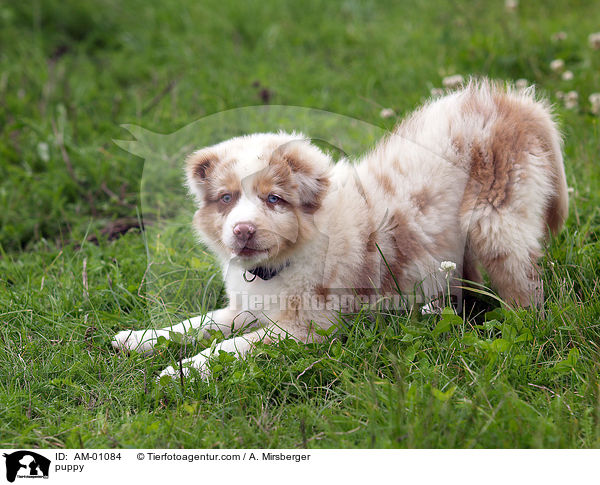 Australian Shepherd Welpe / puppy / AM-01084