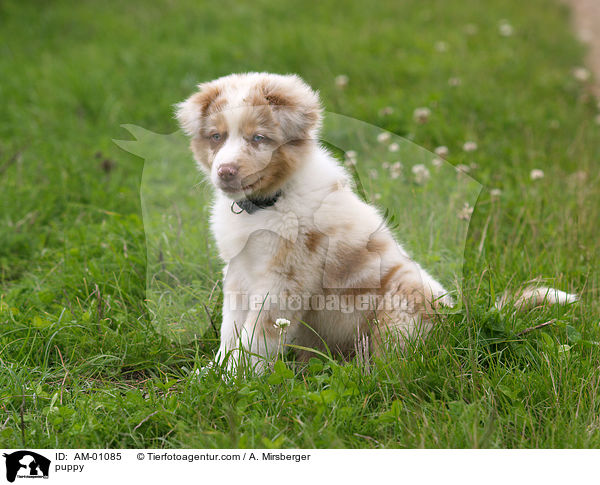 Australian Shepherd Welpe / puppy / AM-01085