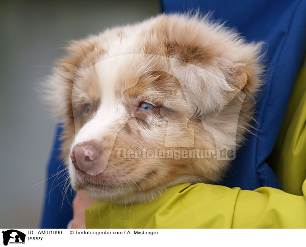 Australian Shepherd Welpe / puppy / AM-01090