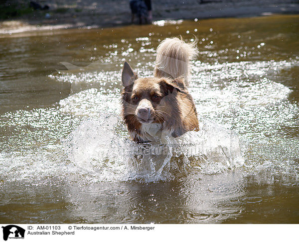 Australian Shepherd / Australian Shepherd / AM-01103