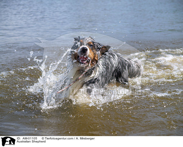 Australian Shepherd / Australian Shepherd / AM-01105