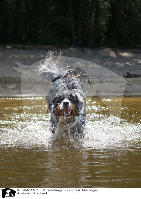 Australian Shepherd / Australian Shepherd / AM-01107