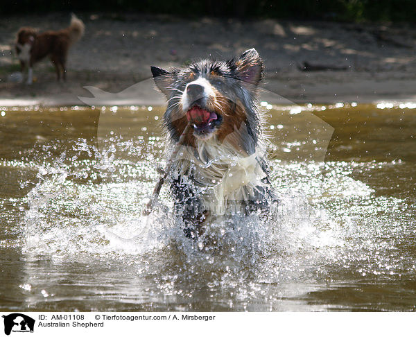 Australian Shepherd / Australian Shepherd / AM-01108