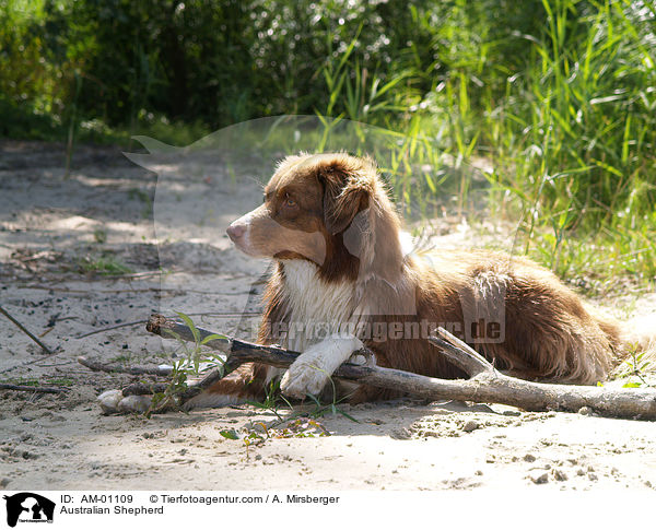 Australian Shepherd / Australian Shepherd / AM-01109