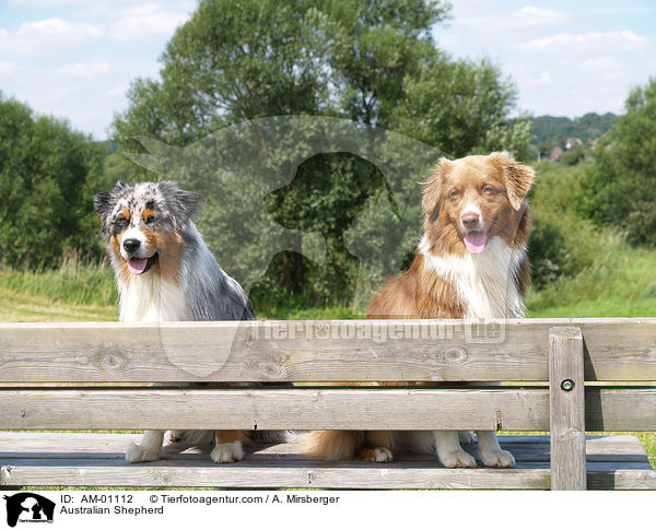 Australian Shepherd / Australian Shepherd / AM-01112