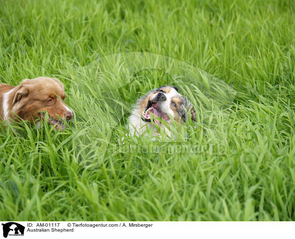 Australian Shepherd / Australian Shepherd / AM-01117