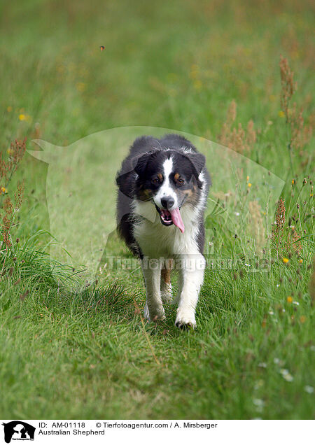 Australian Shepherd / Australian Shepherd / AM-01118