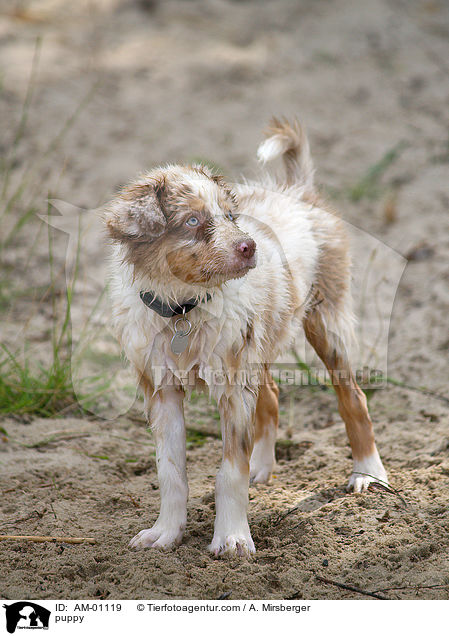 Australian Shepherd Welpe / puppy / AM-01119