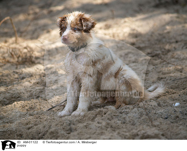 Australian Shepherd Welpe / puppy / AM-01122